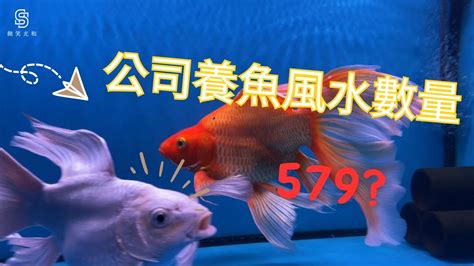 風水養魚|養魚風水指南：位置高度與飼養條數 